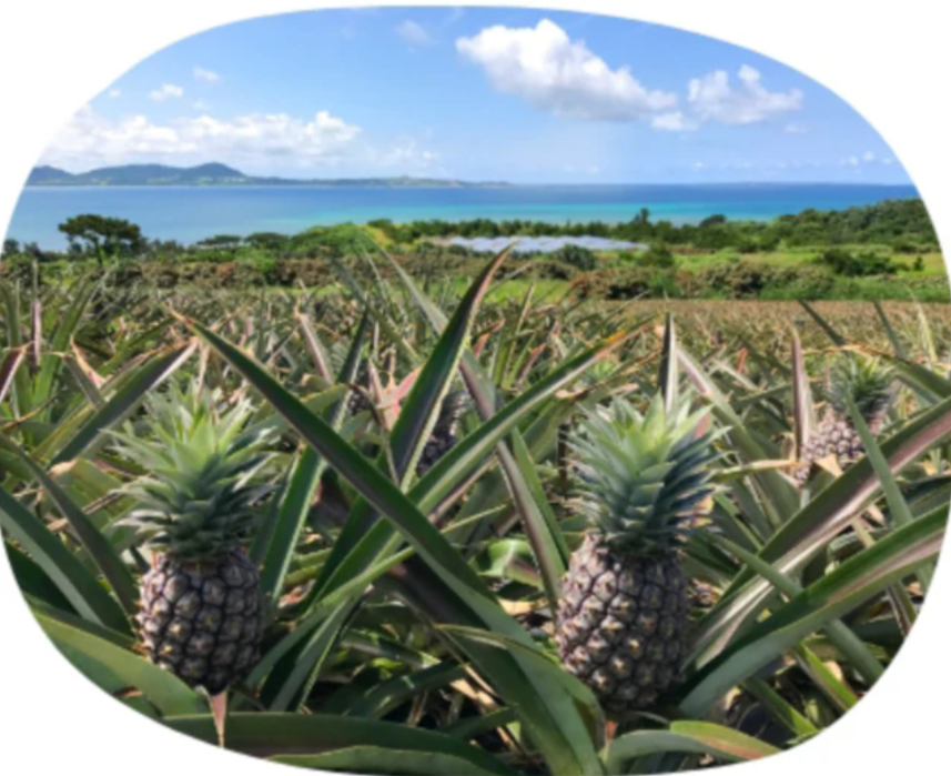 石垣島産 3種類の美味しいパイナップルの先行販売を開始しました!