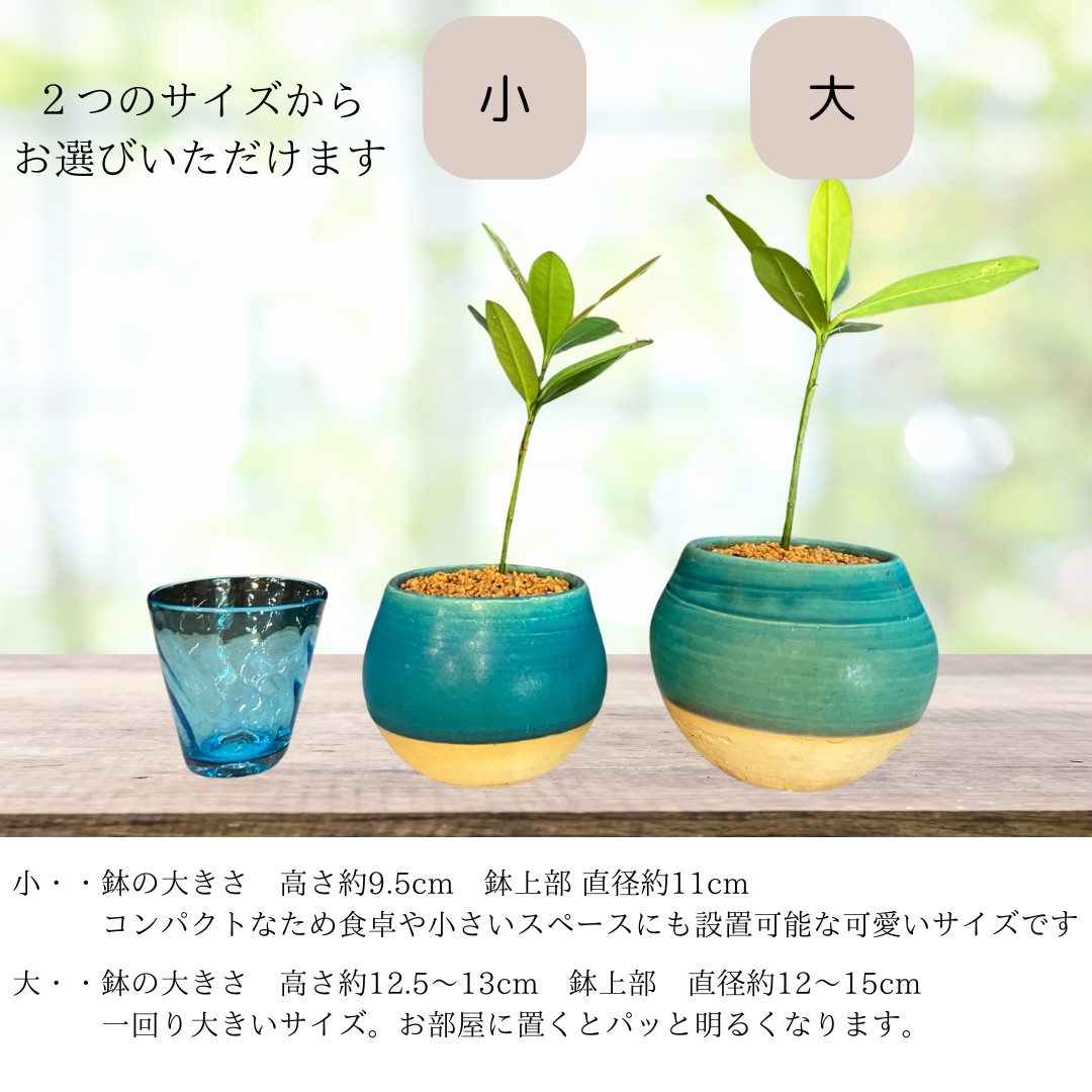 【ネット限定】Fukukitaru-フクキタル-