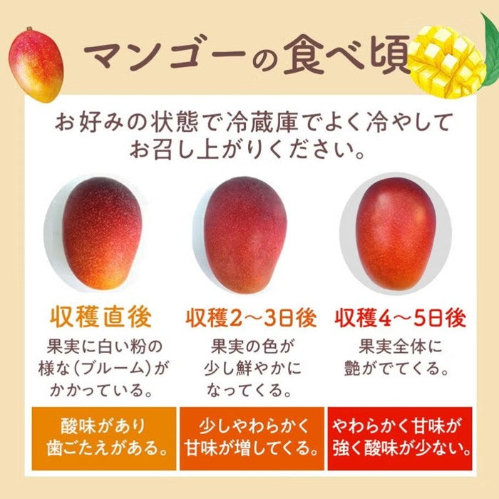 <数量限定・送料込・配送日指定対応不可>石垣島産 完熟マンゴー 約1kg(2~3玉)