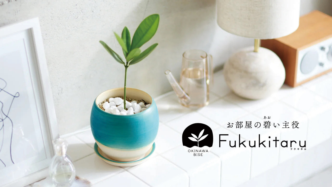 【ネット限定】Fukukitaru-フクキタル-