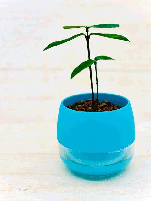 【ネット限定販売】フクギ 観葉植物|備瀬のフクギをあなたのお部屋で