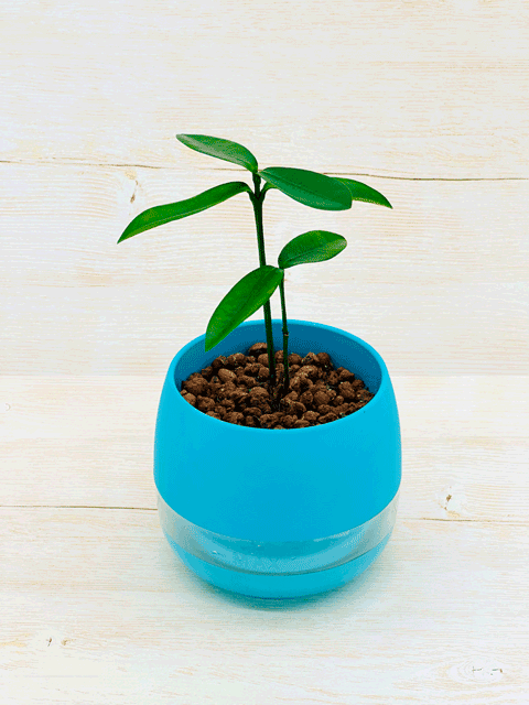 【ネット限定販売】フクギ 観葉植物|備瀬のフクギをあなたのお部屋で