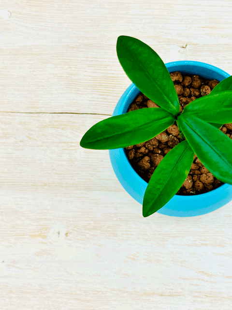 【ネット限定販売】フクギ 観葉植物|備瀬のフクギをあなたのお部屋で