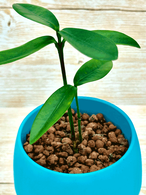 【ネット限定販売】フクギ 観葉植物|備瀬のフクギをあなたのお部屋で