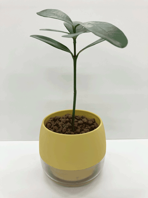 【ネット限定販売】フクギ 観葉植物|備瀬のフクギをあなたのお部屋で