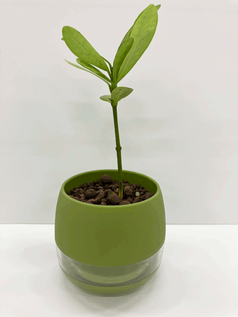 【ネット限定販売】フクギ 観葉植物|備瀬のフクギをあなたのお部屋で