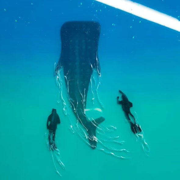 『SYOUTA OceanArt 』海レジンアート:沖縄のちゅら海を持ち帰ったような、海の琉球松♪(琉球ガラス入り)