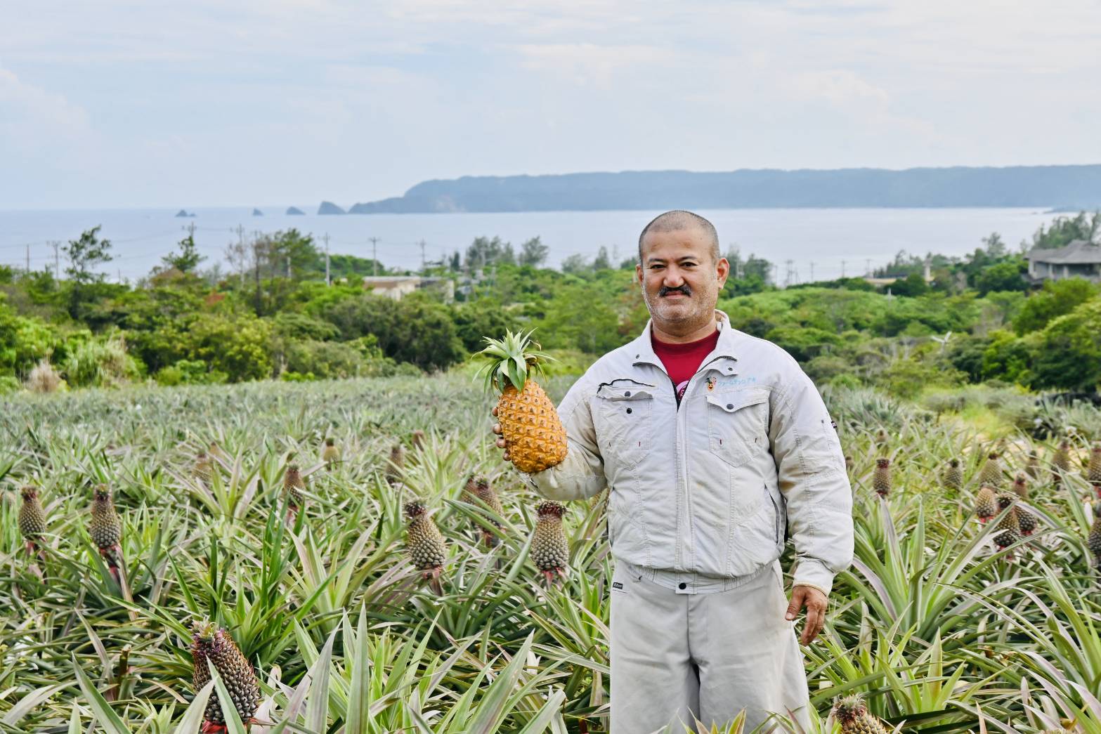 ＜数量限定・送料込・配送日指定対応不可＞あまさんゴールド(1玉) 〈常温〉｜ファームテックアキ