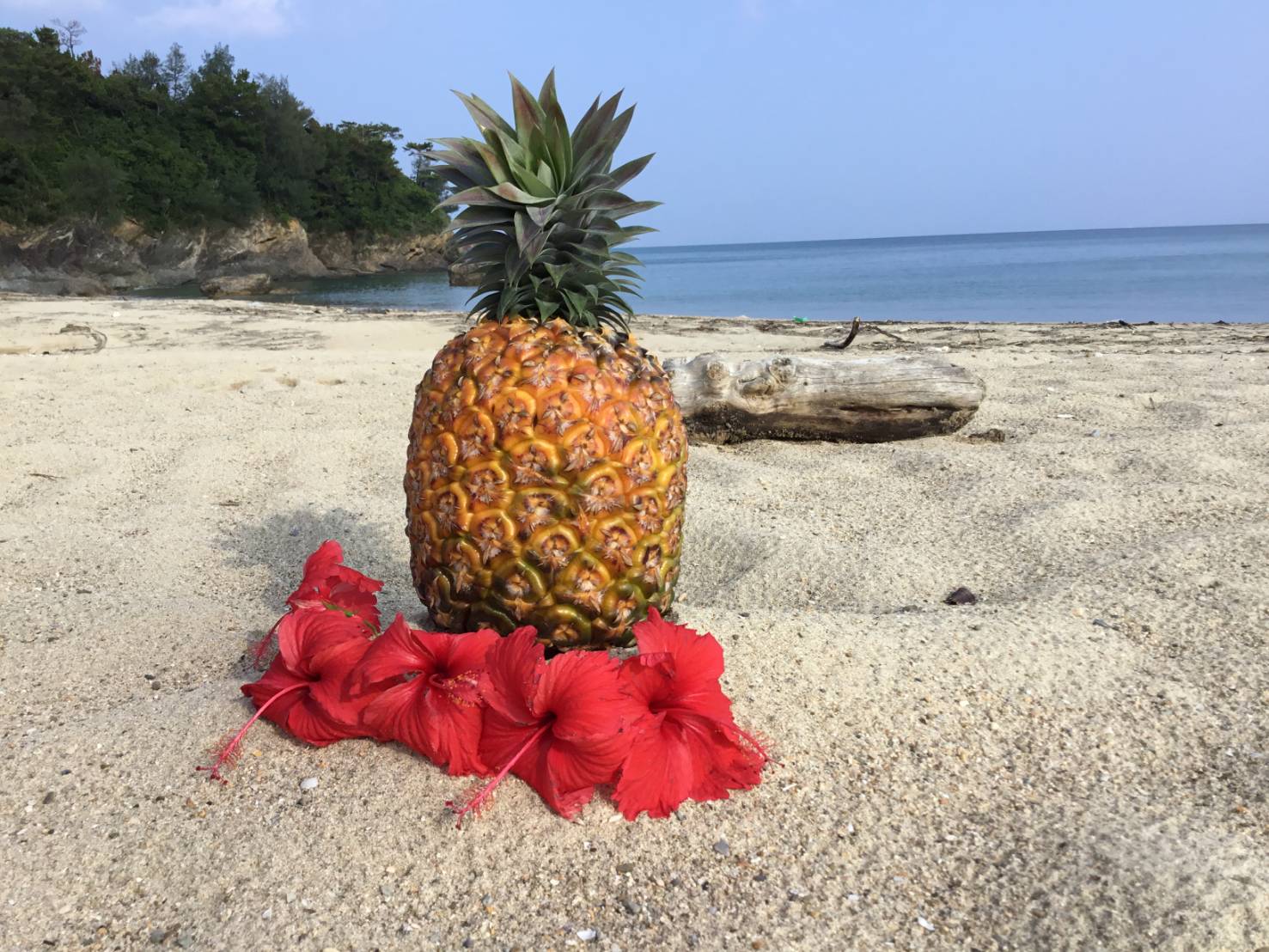 ＜数量限定・送料込・配送日指定対応不可＞あまさんゴールド(1玉) 〈常温〉｜ファームテックアキ