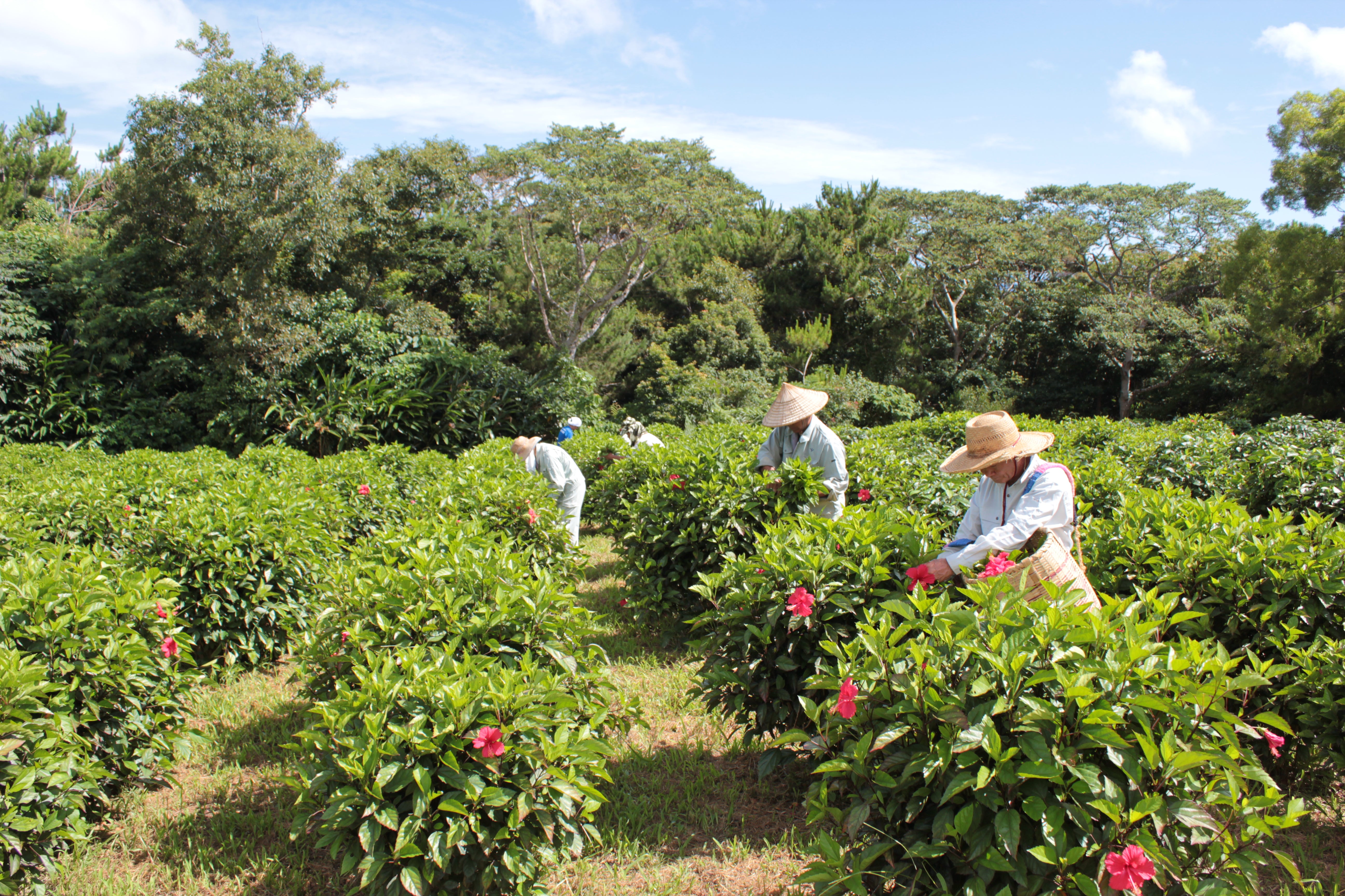 【ゆめじん】ハイビスカス 黒糖ボディソープ　300ｍｌ