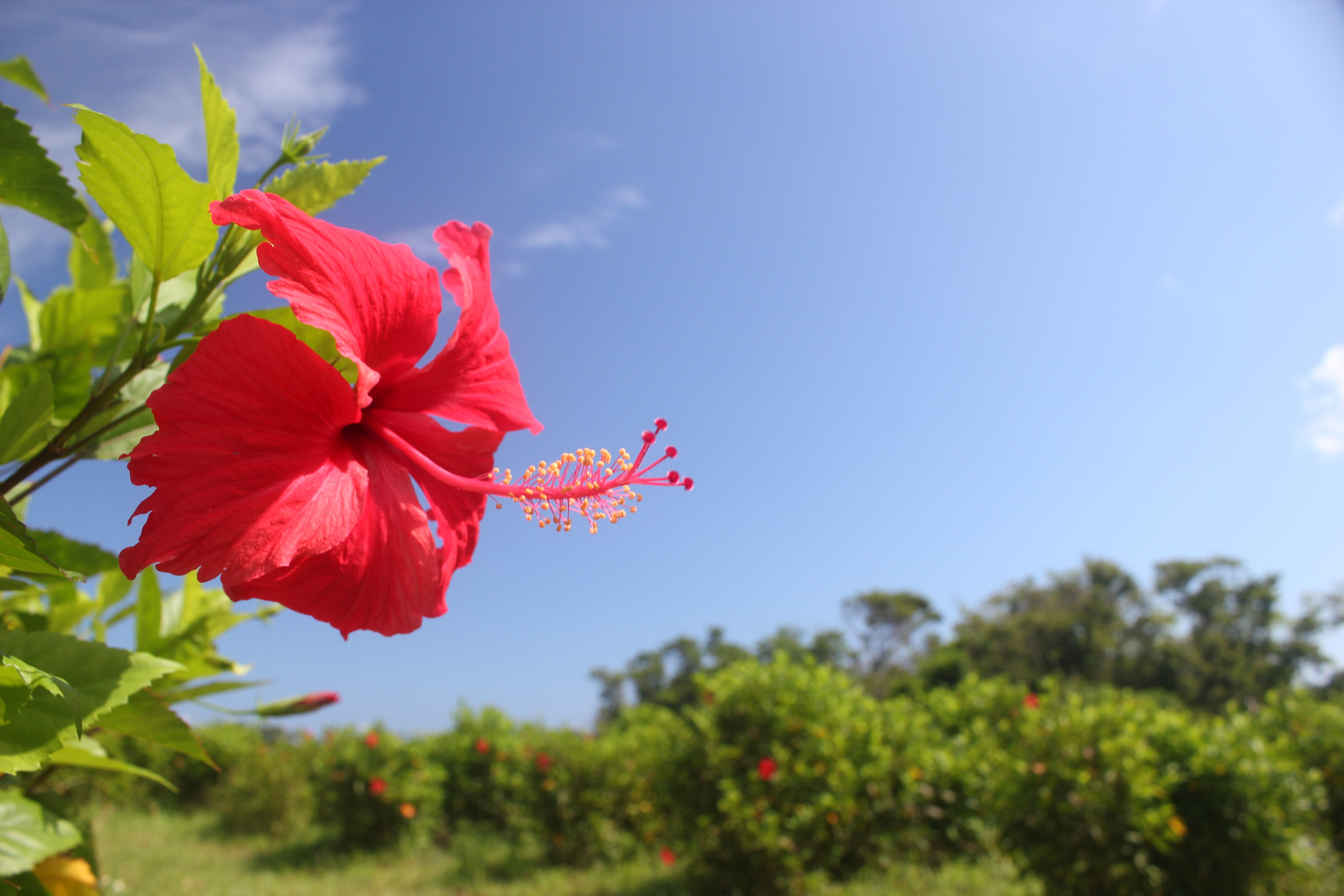 【ゆめじん】ハイビスカス アロエベラジェル　120ｇ