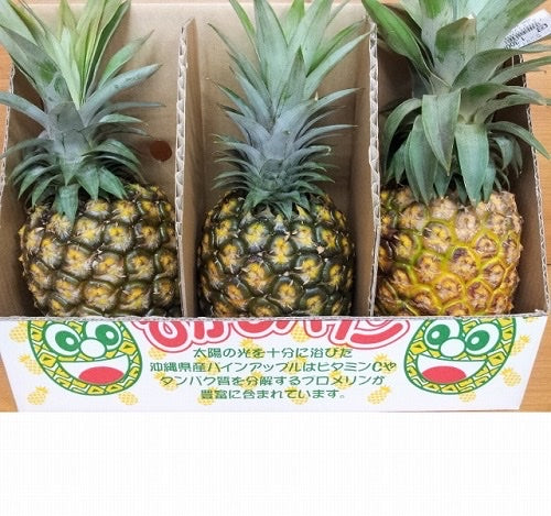 お中元やギフトに最適！沖縄県東村産の人気フルーツ、パイナップル「ゴールドバレル」3玉セットを贈りませんか？＜数量限定・送料込＞