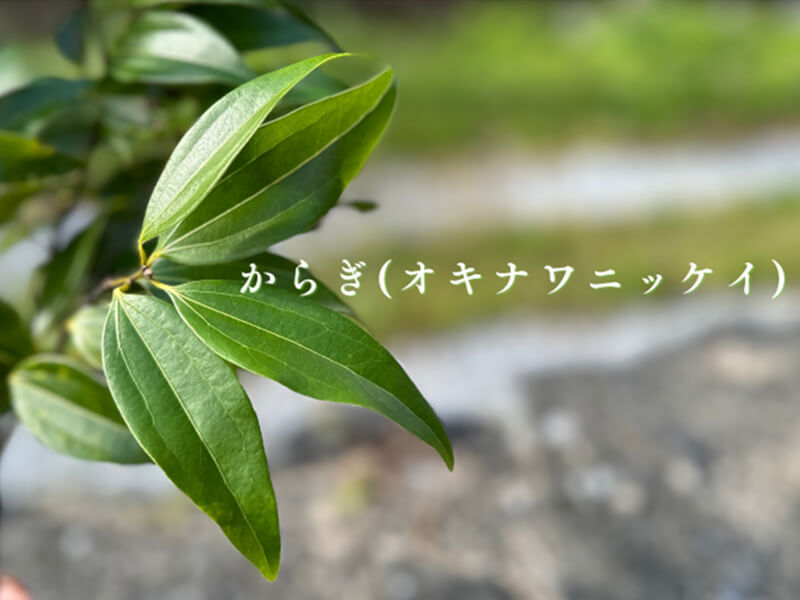 【那覇空港受取商品】やんばる国頭村のからぎ茶