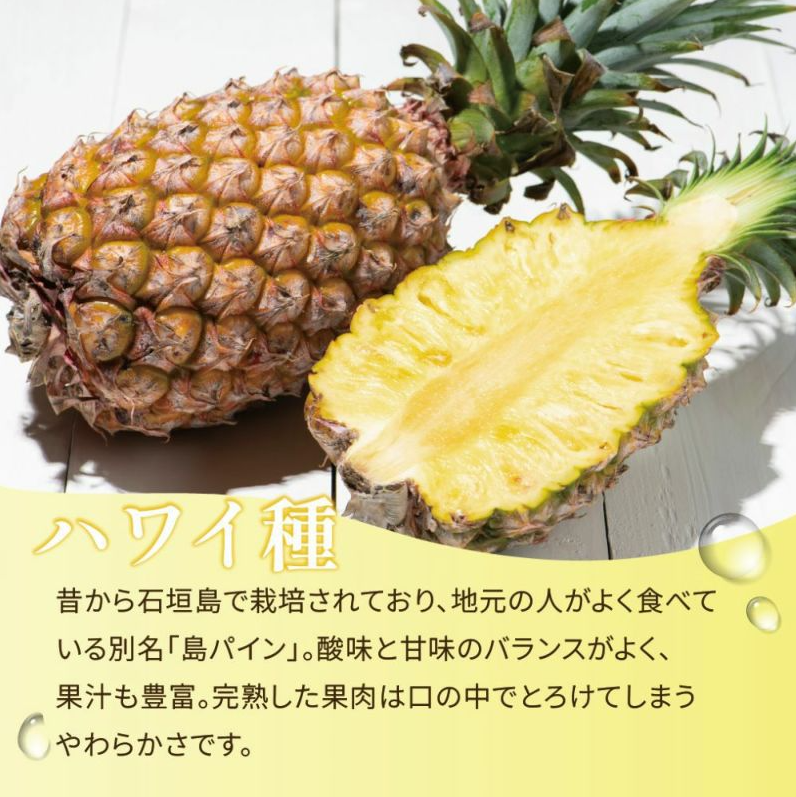 ＜数量限定・送料込・配送日指定対応不可＞石垣の太陽と風が育てた、極上の甘酸っぱさ・石垣島産パイナップル・ハワイ種種　約1kg(1～2玉) 〈常温〉｜やえやまファーム