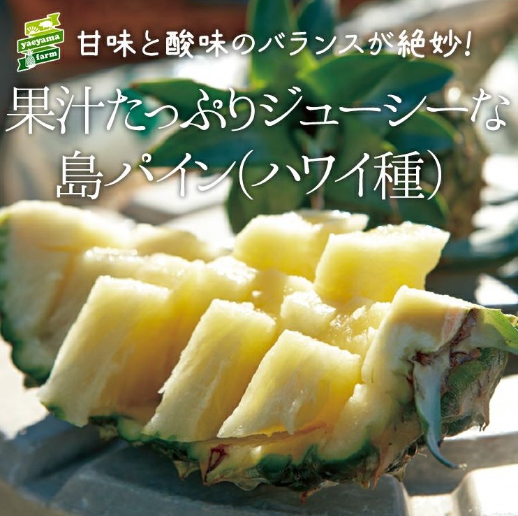 ＜数量限定・送料込・配送日指定対応不可＞石垣の太陽と風が育てた、極上の甘酸っぱさ・石垣島産パイナップル・ハワイ種種　約2.8kg(2～4玉) 〈常温〉｜やえやまファーム